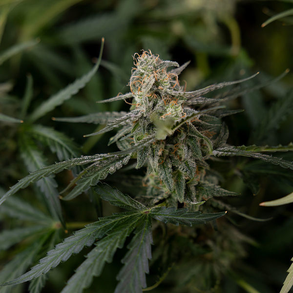 Purple Haze Autoflower (Zamnesia Seeds) Feminiserade