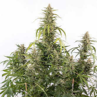 Purple Haze Autoflower (Zamnesia Seeds) Feminiserade