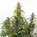 Purple Haze Autoflower (Zamnesia Seeds) Feminiserade