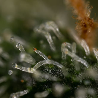 Purple Haze Autoflower (Zamnesia Seeds) Feminiserade