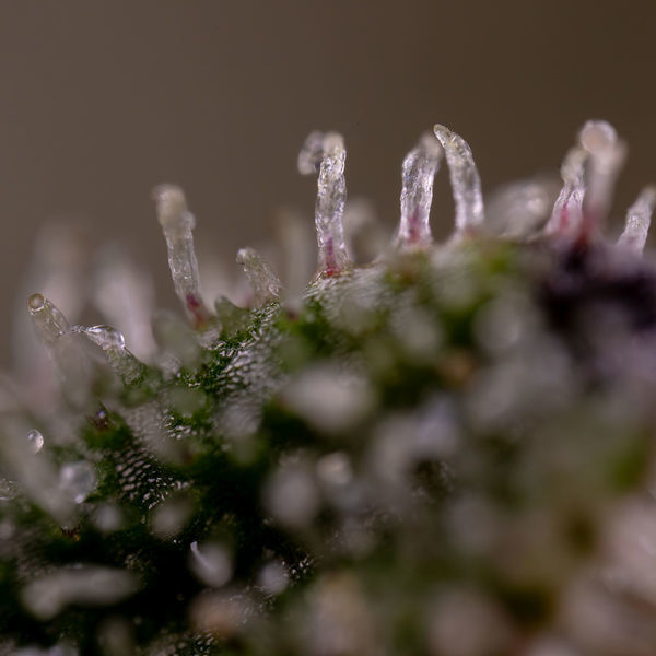 Purple Haze Autoflower (Zamnesia Seeds) Feminiserade