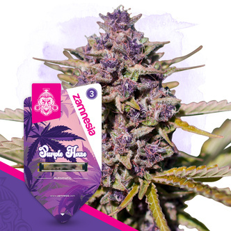 Purple Haze Autoflower (Zamnesia Seeds) feminiserade