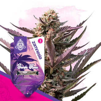 Purple Haze (Zamnesia Seeds) Feminiserade