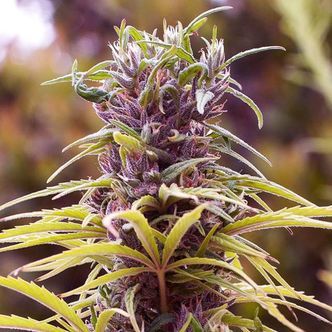 Durban Poison (Nirvana Seeds) feminiserade cannabisfr&ouml;n