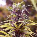 Durban Poison (Nirvana) Feminiserade