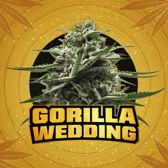 Gorilla Wedding (BSF Seeds x Zamnesia Seeds) Feminiserade