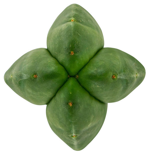 Super Pedro – 4 ribbor (Echinopsis scopulicola)