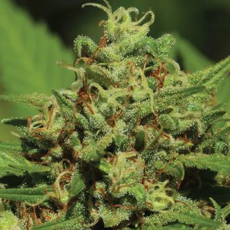 Emerald Fire OG Automatic (Humboldt Seed Company) feminiserade cannabisfr&ouml;n