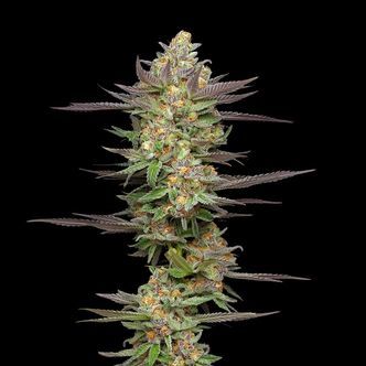 Mint Jelly Automatic (Humboldt Seed Company) feminiserade cannabisfr&ouml;n
