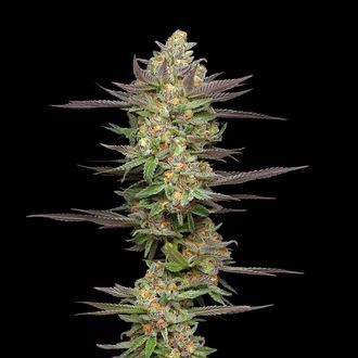 Mint Jelly Autoflower (Humboldt Seed Company) Feminiserade