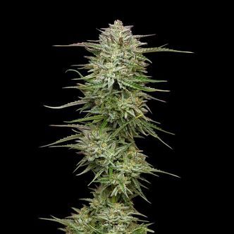 Pound Town Auto (Humboldt Seed Company) feminiserade cannabisfr&ouml;n