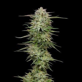 Pound Town Auto (Humboldt Seed Company) Feminiserade