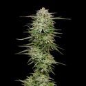 Pound Town Auto (Humboldt Seed Company) Feminiserade