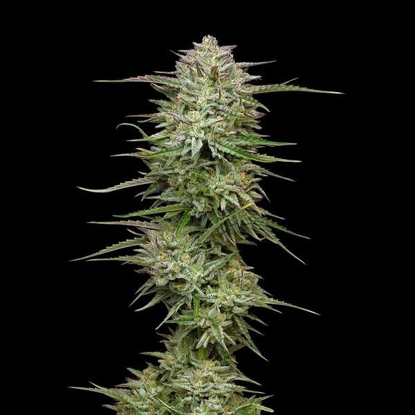 Pound Town Auto (Humboldt Seed Company) Feminiserade