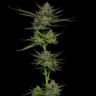 Sour Apple Auto (Humboldt Seed Company) Feminiserade