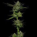 Sour Apple Auto (Humboldt Seed Company) Feminiserade
