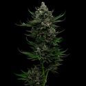 All Gas OG (Humboldt Seed Company) Feminiserade
