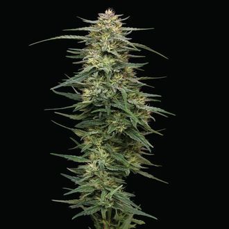 Raspberry Parfait (Humboldt Seed Company) Feminiserade