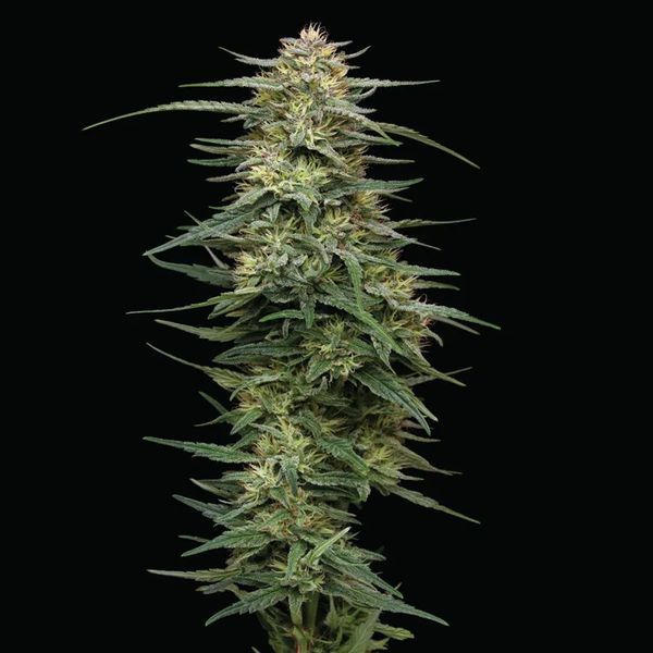 Raspberry Parfait (Humboldt Seed Company) Feminiserade