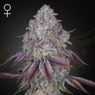 Persian Pie (Greenhouse Seeds) feminiserade cannabisfr&ouml;n