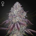 Persian Pie (Greenhouse Seeds) Feminiserade