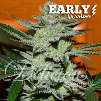 Unknown Kush &ndash; tidig version (Delicious Seeds) feminiserade cannabisfr&ouml;n
