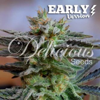 Sugar Black Rose &ndash; tidig version (Delicious Seeds) feminiserade cannabisfr&ouml;n