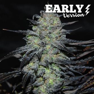 Golosa &ndash; tidig version (Delicious Seeds) feminiserade cannabisfr&ouml;n