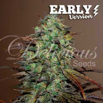 Eleven Roses &ndash; tidig version (Delicious Seeds) Feminiserade