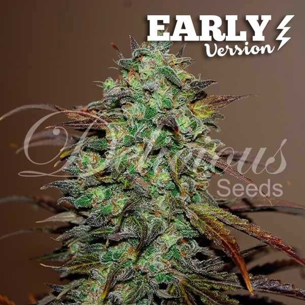 Eleven Roses – tidig version (Delicious Seeds) Feminiserade
