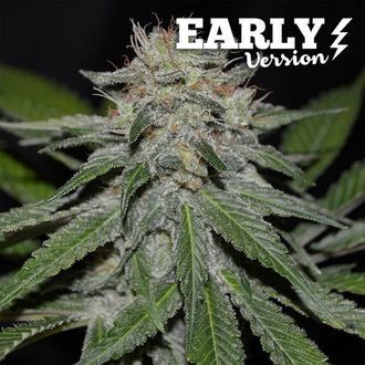 Critical Neville Haze &ndash; tidig version (Delicious Seeds) Feminiserade
