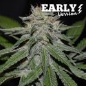 Critical Neville Haze – tidig version (Delicious Seeds) Feminiserade