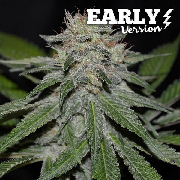 Critical Neville Haze – tidig version (Delicious Seeds) Feminiserade