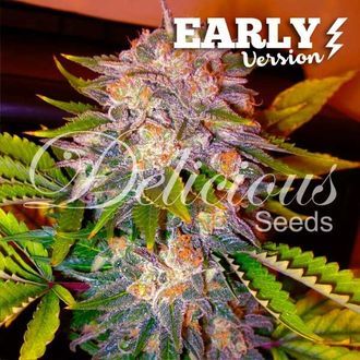Caramelo &ndash; tidig version (Delicious Seeds) Feminiserade