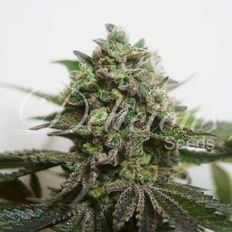 Delimed CBD Plus (Delicious Seeds) feminiserade cannabisfr&ouml;n