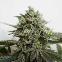Delimed CBD Plus (Delicious Seeds) Feminiserade