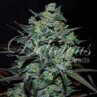 Northern Light Blue THC-fri (Delicious Seeds) Feminiserade