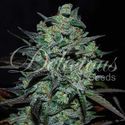 Northern Light Blue THC-fri (Delicious Seeds) Feminiserade
