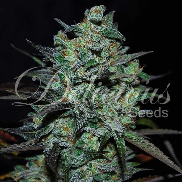 Northern Light Blue THC-fri (Delicious Seeds) Feminiserade