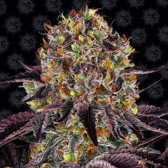 Runtz x Layer Cake (Barney's Farm) Feminiserade