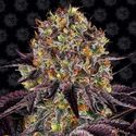Runtz x Layer Cake (Barney's Farm) Feminiserade