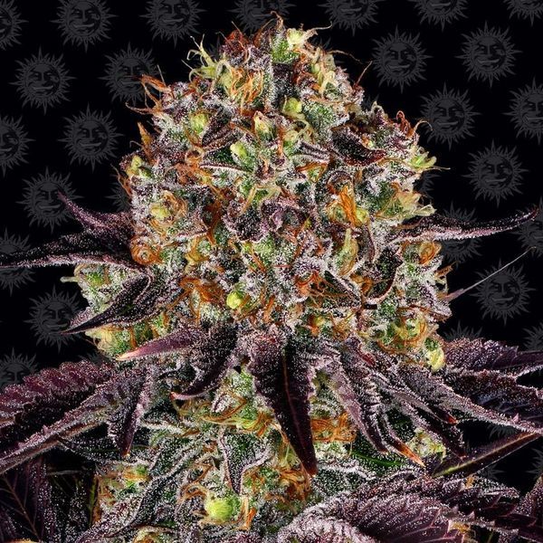 Runtz x Layer Cake (Barney's Farm) Feminiserade