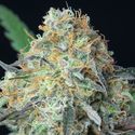 Rainbow Donut Auto (Anesia Seeds) Feminiserade