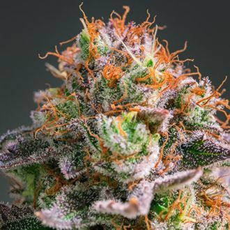 Apricot O. (Anesia Seeds) Feminiserade