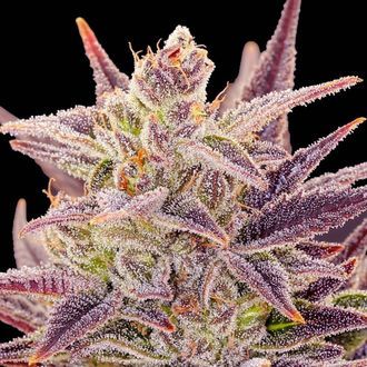Auto Imperium X (Anesia Seeds) Feminiserade