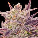 Auto Imperium X (Anesia Seeds) Feminiserade