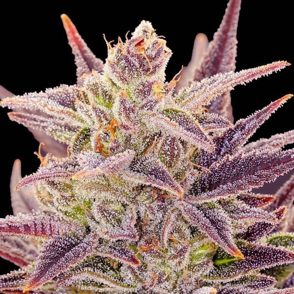 Auto Imperium X (Anesia Seeds) Feminiserade