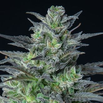 Auto Sleepy Joe (Anesia Seeds) Feminiserade
