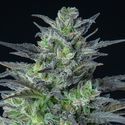 Auto Sleepy Joe (Anesia Seeds) Feminiserade