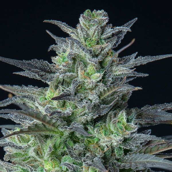 Auto Sleepy Joe (Anesia Seeds) Feminiserade